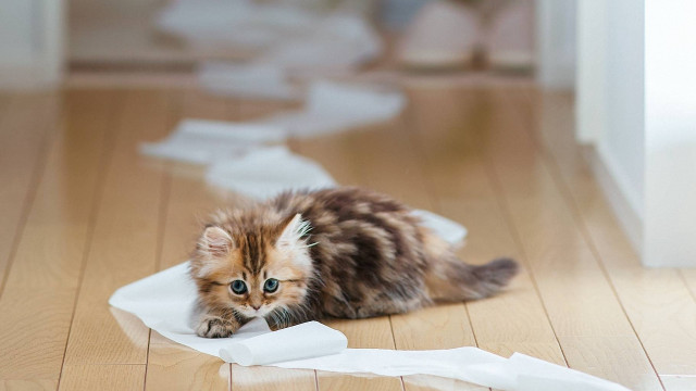 Kitten playing with paper torn free wallpaper for desktop - medium preview image