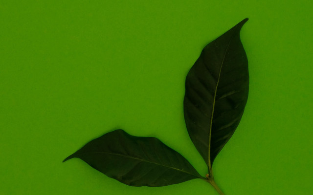 Leaf shadow green gradient macro free wallpaper for desktop - medium preview image