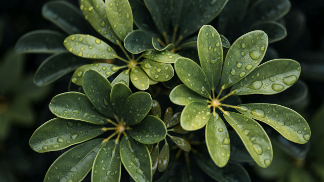 Plant water droplets leaves macro free wallpaper for desktop - medium preview image