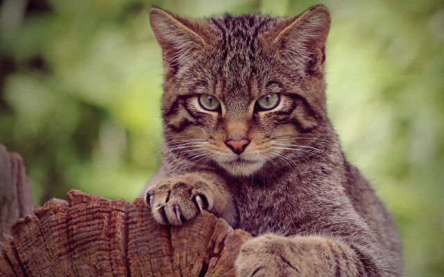 Cat sitting tree stump sad free wallpaper for desktop - medium preview image