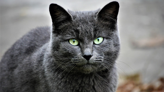 Gray cat green eyes serious free wallpaper for desktop - medium preview image