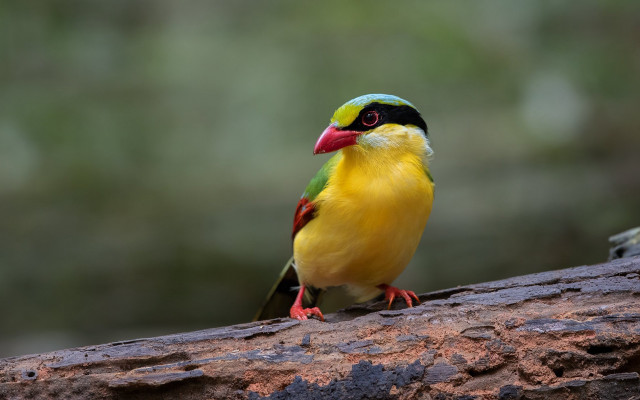 Colorful bird perched forest camera free wallpaper for desktop - medium preview image