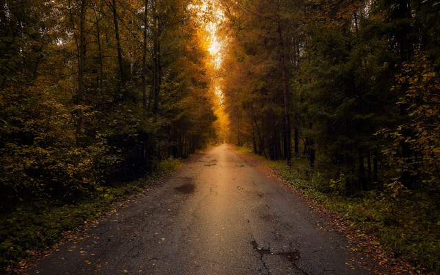 Forest road autumn sunset starry free wallpaper for desktop - medium preview image