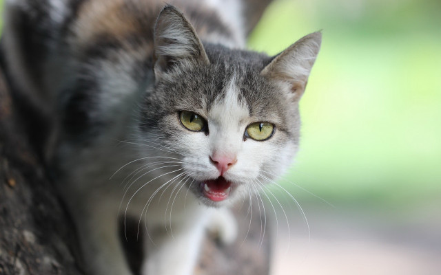 Cat open mouth yellow eyes free wallpaper for desktop - medium preview image