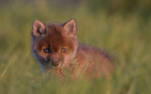 Small brown fox tall grass free wallpaper for desktop - medium preview image