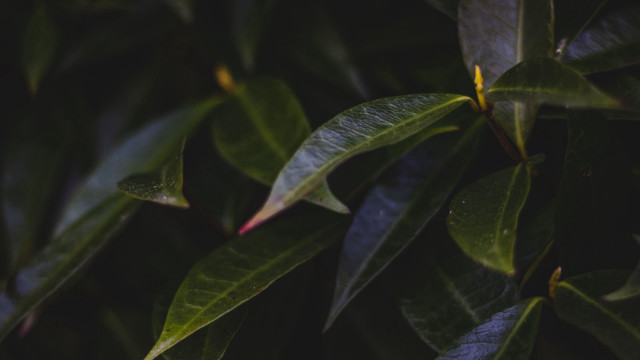 Green leafy tree macro shallow free wallpaper for desktop - medium preview image