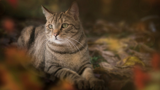 Cat blurry background leaves grass free wallpaper for desktop - medium preview image