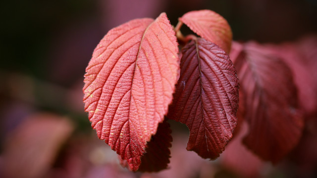 Red leaf closeup macro shallow free wallpaper for desktop - medium preview image