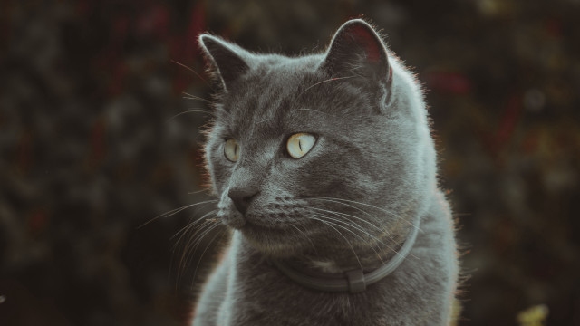 Gray cat collar serious look free wallpaper for desktop - medium preview image