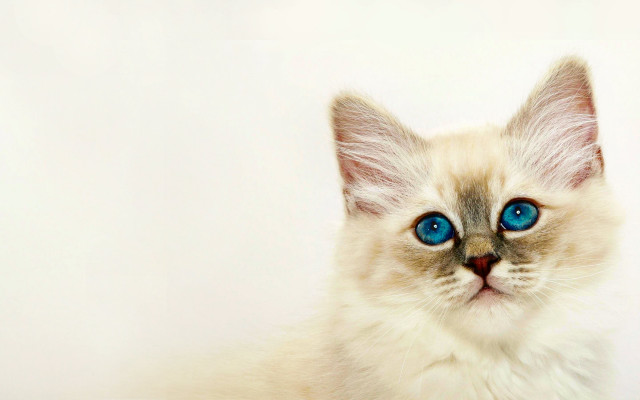 White cat blue eyes looking free wallpaper for desktop - medium preview image