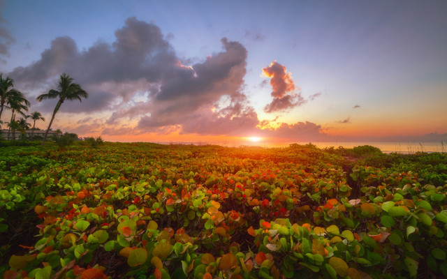 Sunset field clouds dusk nature free wallpaper for desktop - medium preview image