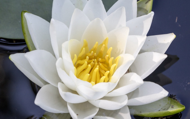 White water lily yellow stamens free wallpaper for desktop - medium preview image