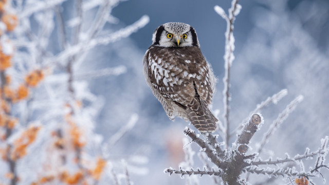 Bird black head yellow eyes free wallpaper for desktop - medium preview image