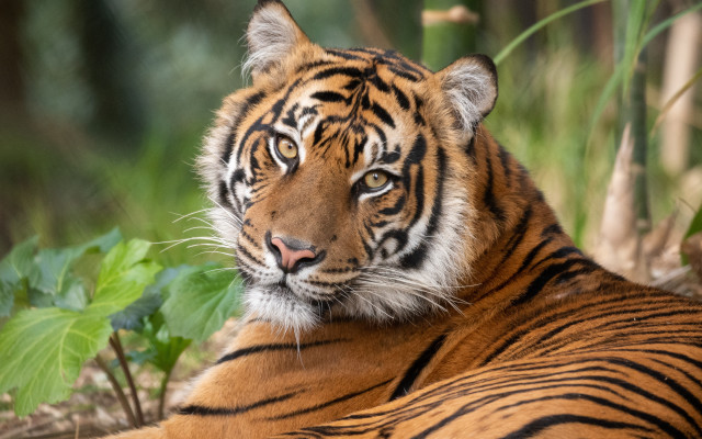 Tiger laying grass bush tree free wallpaper for desktop - medium preview image