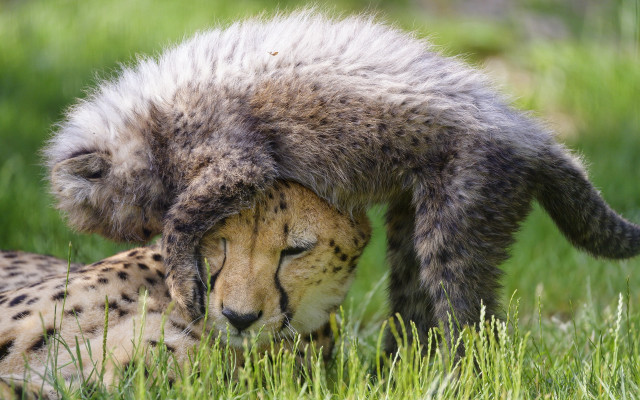 Cheetah head rubbing grass furry free wallpaper for desktop - medium preview image