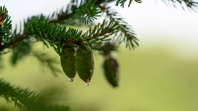 Pine water drops macro nature free wallpaper for desktop - medium preview image