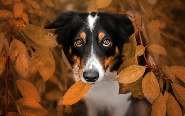 Dog peeking bush autumn brown free wallpaper for desktop - medium preview image