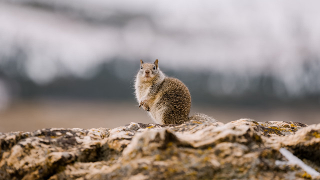 Squirrel rock snow naturalism tiltshift free wallpaper for desktop - medium preview image