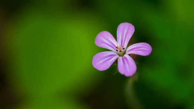 Purple flower green background macro #3 free wallpaper for desktop - medium preview image