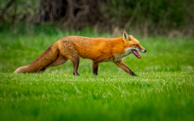 Fox grassy field open mouth free wallpaper for desktop - medium preview image