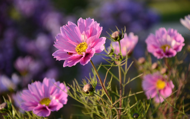 Pink flowers purple background bokeh free wallpaper for desktop - medium preview image