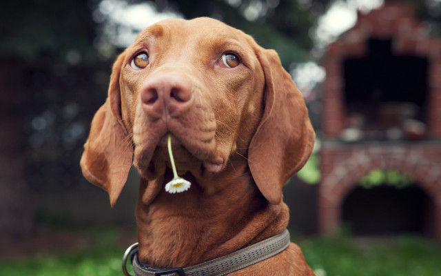 Shiba inu flower dog bokeh free wallpaper for desktop - medium preview image