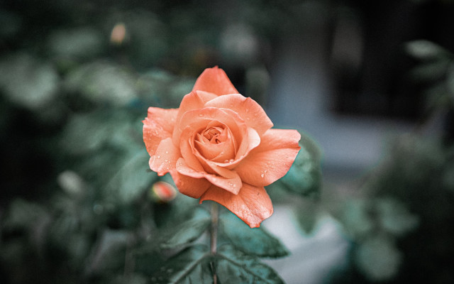 Orange rose green leaves blurry free wallpaper for desktop - medium preview image