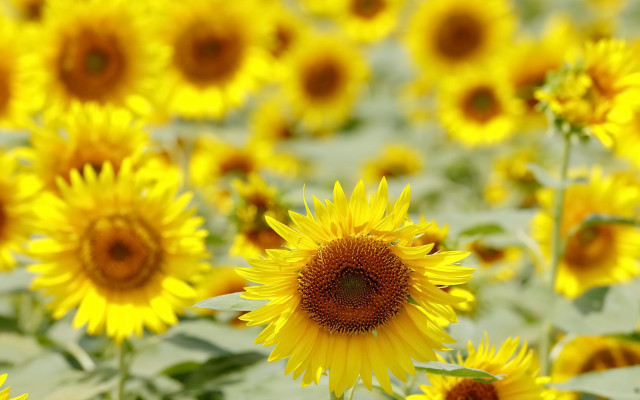 Sunflower field macro summer vibrancy free wallpaper for desktop - medium preview image
