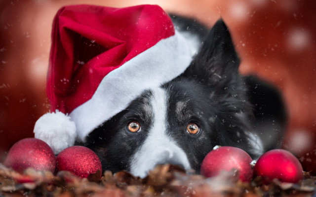 Dog santa hat ornaments animal free wallpaper for desktop - medium preview image