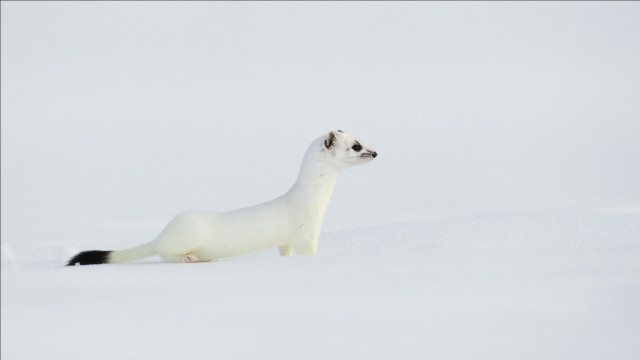White animal snow curious jigsaw free wallpaper for desktop - medium preview image
