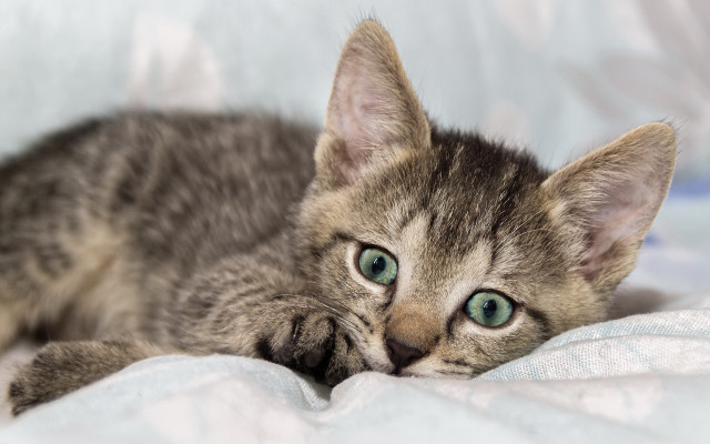 Curious kitten green eyes blurry free wallpaper for desktop - medium preview image