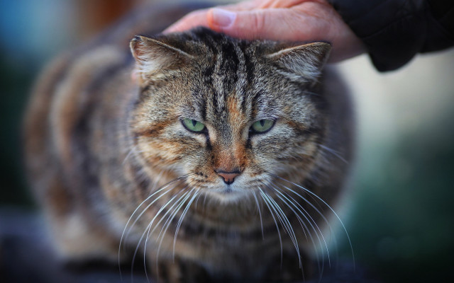 Cat petting sunlight realistic green free wallpaper for desktop - medium preview image