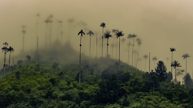 Foggy mountain palm trees forest free wallpaper for desktop - medium preview image