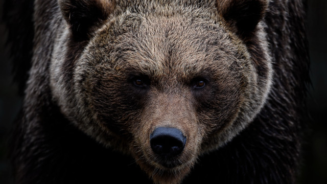 Brown bear closeup portrait wildlife free wallpaper for desktop - medium preview image