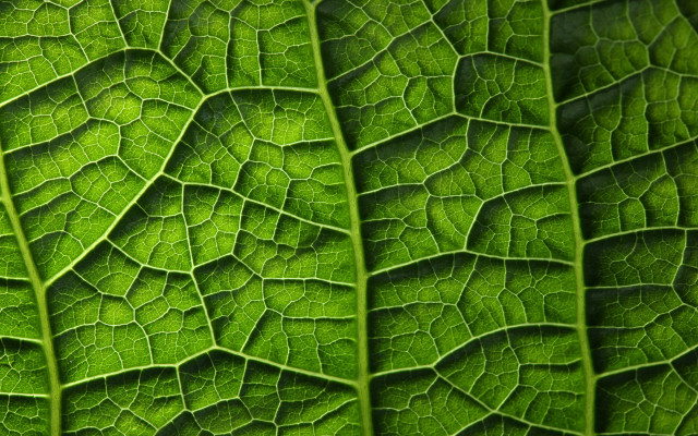 Green leaf macro pattern fractals free wallpaper for desktop - medium preview image
