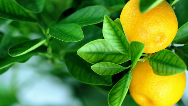 Lemons water droplets leaves bokeh free wallpaper for desktop - medium preview image