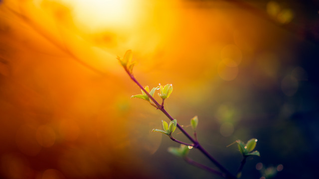 Sunlit branch leaves bokeh backlight free wallpaper for desktop - medium preview image