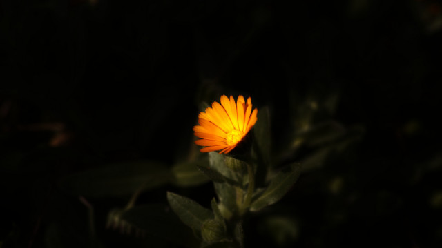 Yellow flower glowing night backlight free wallpaper for desktop - medium preview image