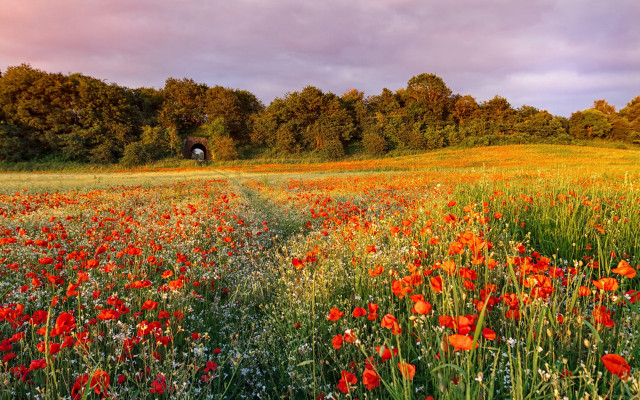 Field flowers dirtroad tunnel autumn free wallpaper for desktop - medium preview image