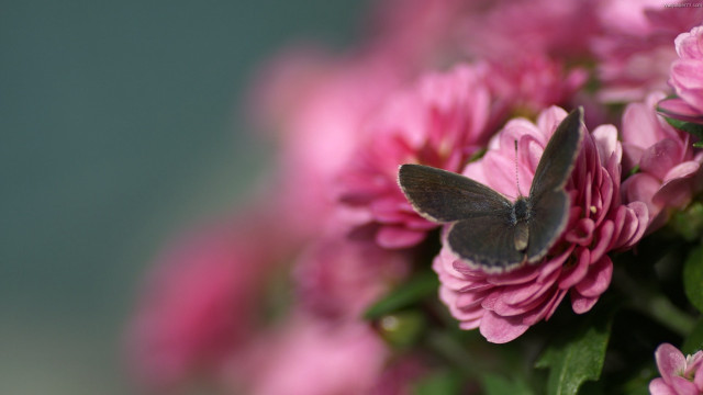 Blue butterfly pink flower green free wallpaper for desktop - medium preview image