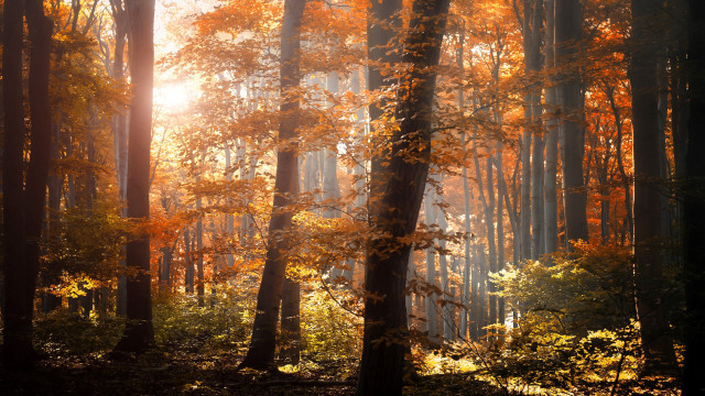 Forest autumn sunset cityscape embers free wallpaper for desktop - medium preview image