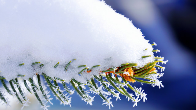 Snow covered branch needles snowflakes free wallpaper for desktop - medium preview image