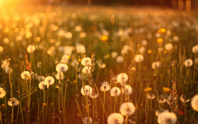 Dandelion field sunset bokeh christmas free wallpaper for desktop - medium preview image