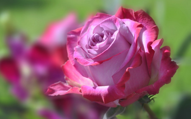 Pink rose garden blurry macro free wallpaper for desktop - medium preview image