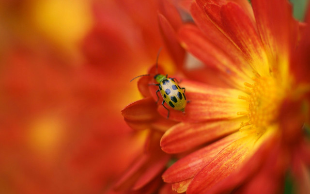 Ladybug redflower yellowstamens macrofire autumn free wallpaper for desktop - medium preview image