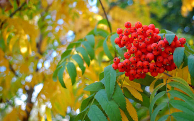 Red berries autumn forest bokeh free wallpaper for desktop - medium preview image