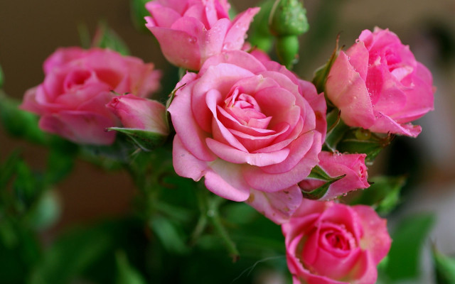 Pink roses vase green leaves free wallpaper for desktop - medium preview image