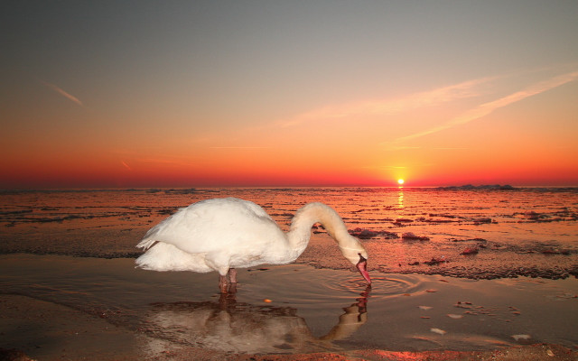 White swan beach sunset reflection free wallpaper for desktop - medium preview image