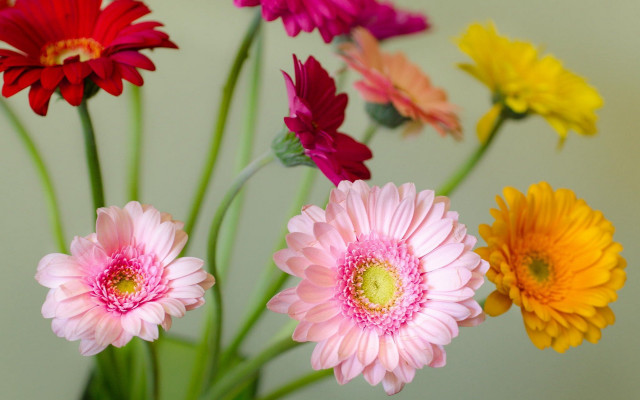 Vase floral stilllife colorful flowers free wallpaper for desktop - medium preview image