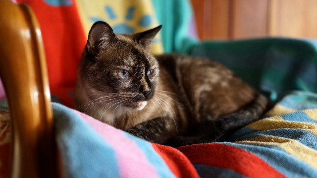Cat blanket chair renaissance bokeh free wallpaper for desktop - medium preview image